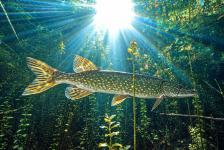 echinger_weiher 1